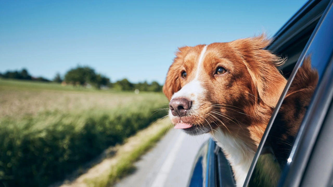Hond uit raam van auto blij