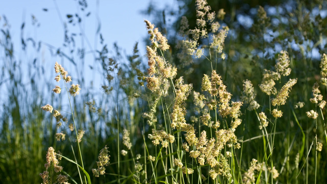Planten pollen in grasveld