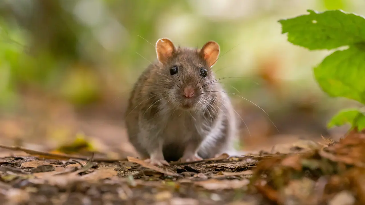 rattenschade in nederland vrijwel nooit verzekerd